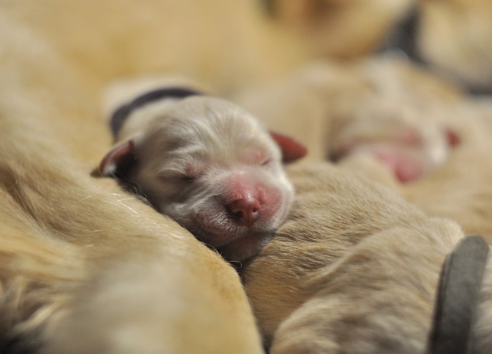Golden  Retriever ZKwP