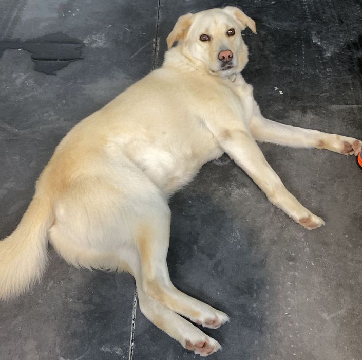 Labrador para adoção responsável