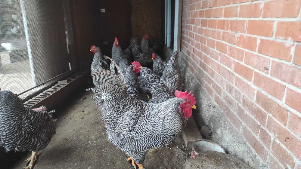 Кури Аморкс інкубаційне яйце.