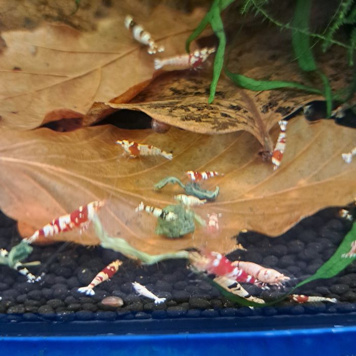 Krewetki Caridina Mix