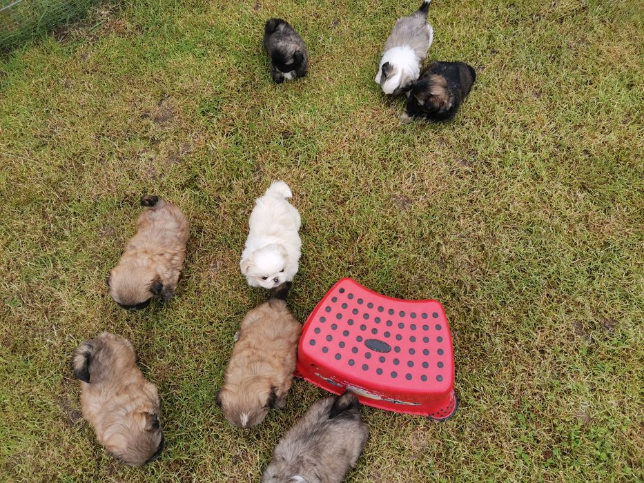 Pekińczyk Szczeniak  Nie Shih Tzu