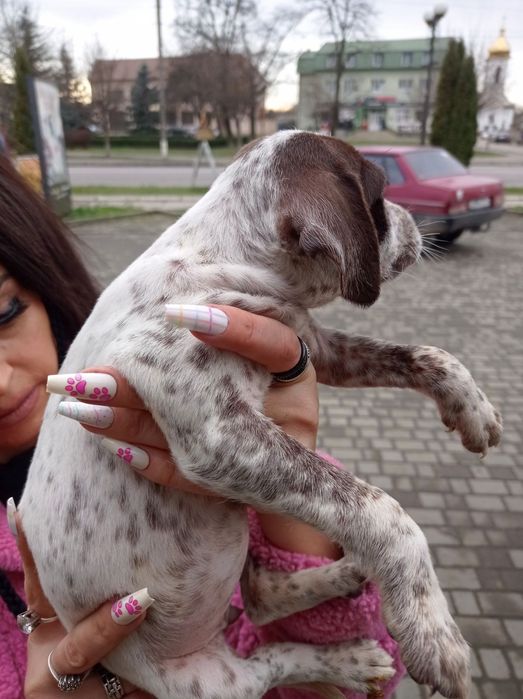 Цуценята породи долматина недорого дівчинка