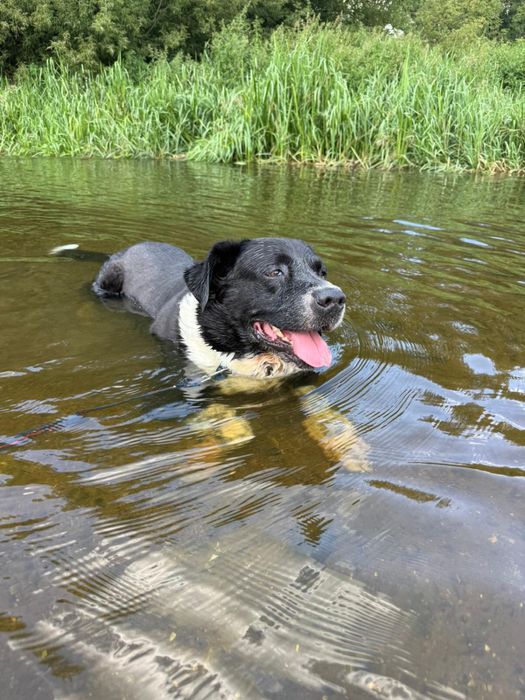Pokochaj Dylana! Duży psiak w typie stróżującego
