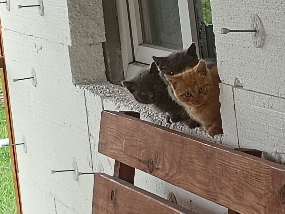 Шукають добрі ручки