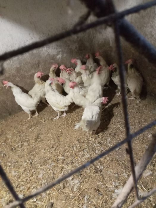 Продам курей, домашние