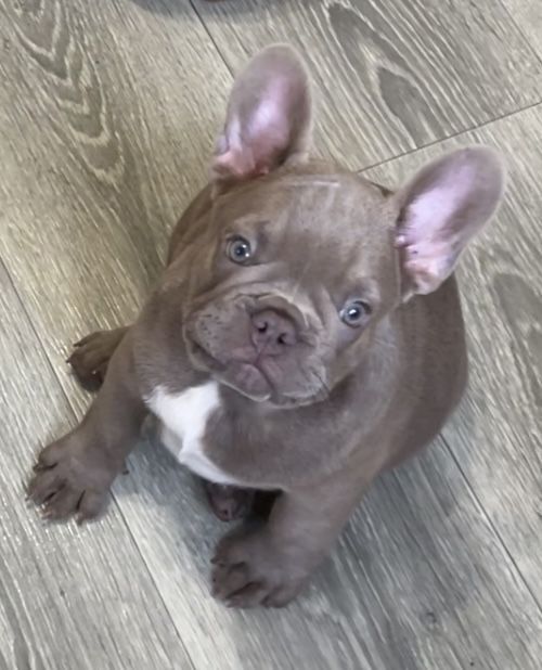 Изобеловый малыш французкого бульдога
