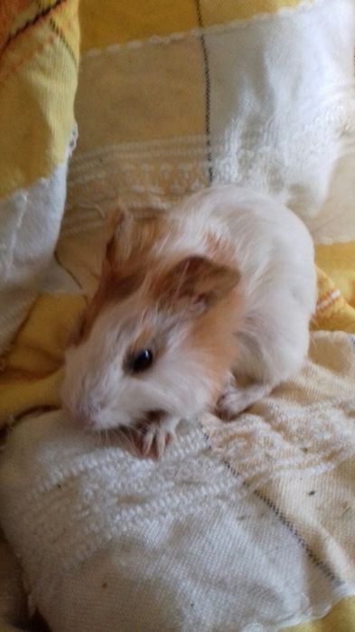 Малюки морські свинки