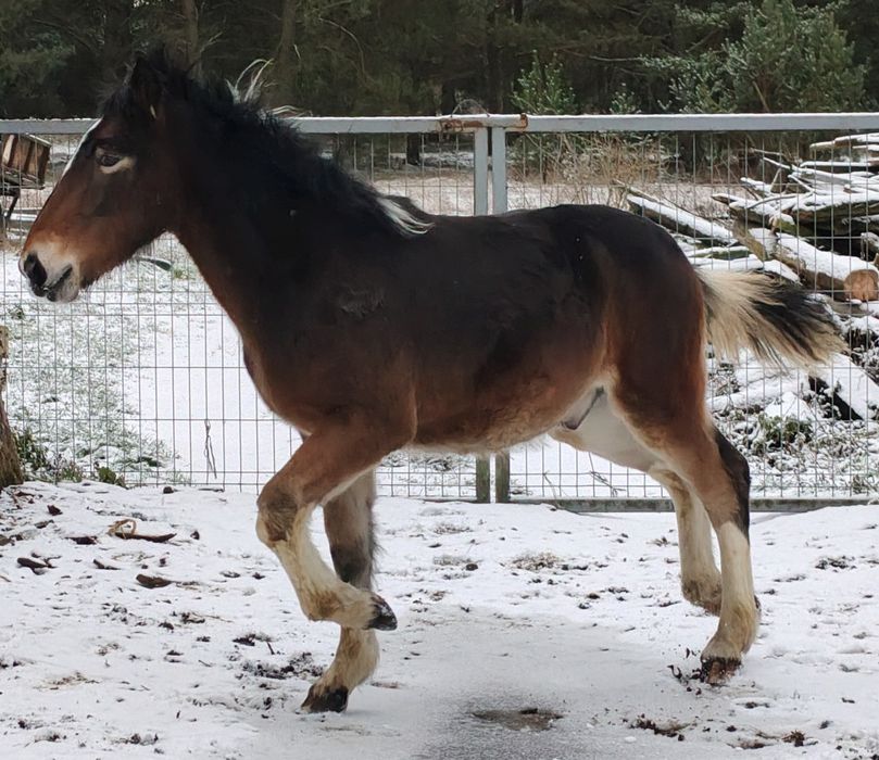 Ogier Ślązak sprzedam