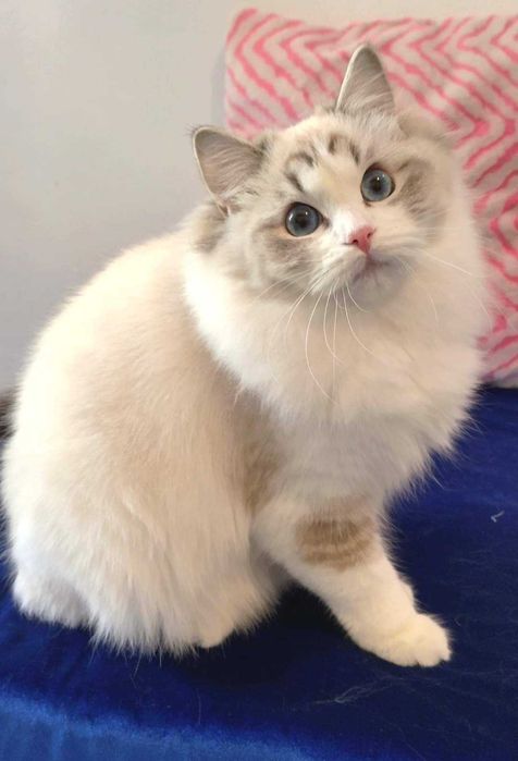 Wysterylizowana kotka 2 letnia