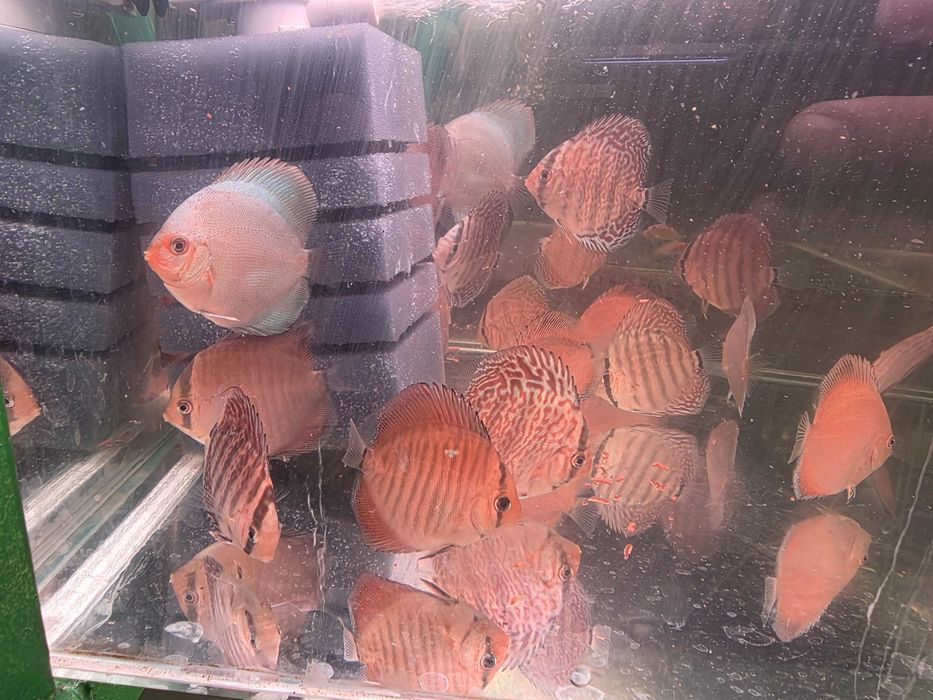 Ryby Paletki Dyskowce. Cetarius