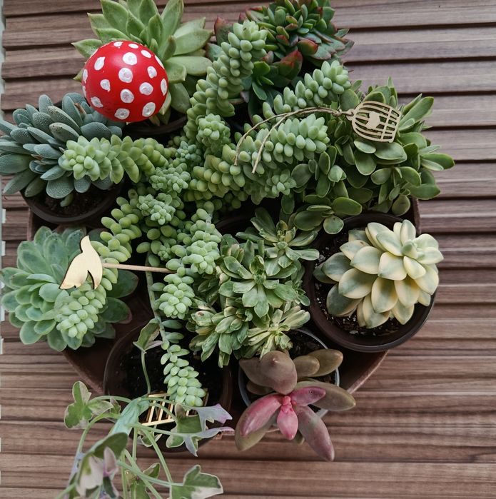 Conjunto de suculentas com acessórios