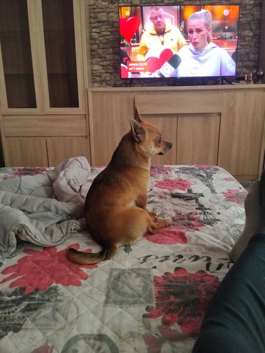 Oddam młodego  pieska