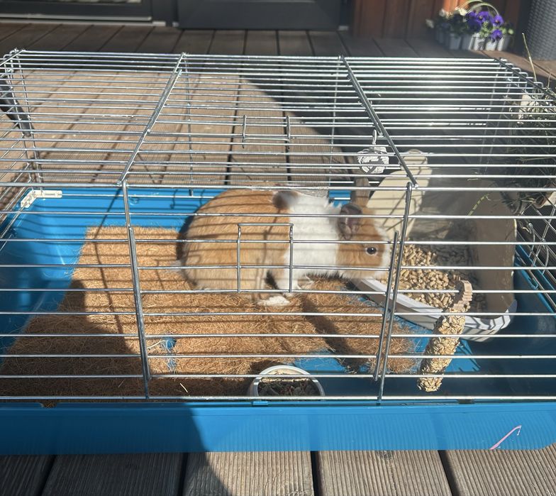 Oddam królika w dobre ręce