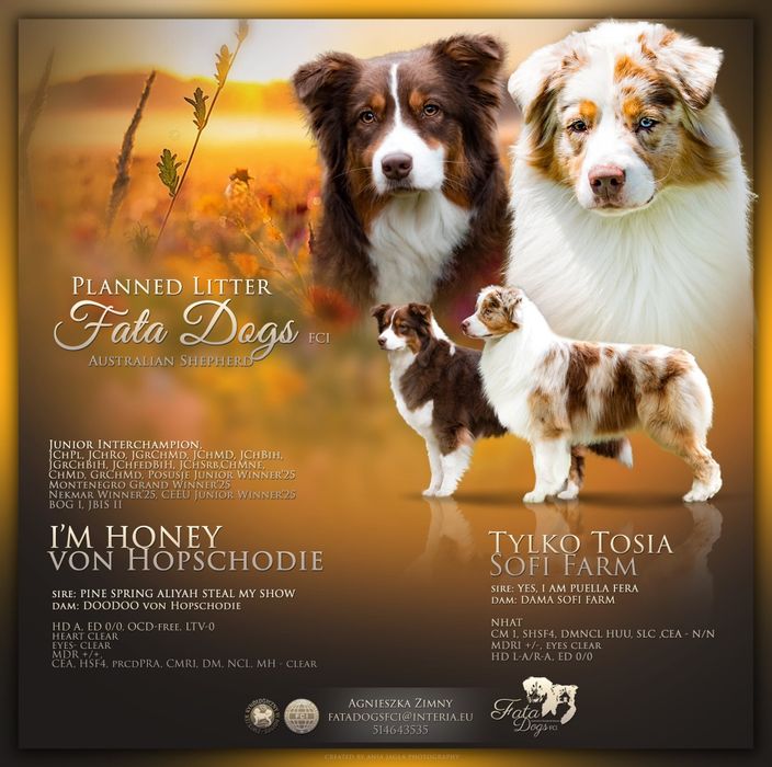 Owczarek australijski (typ amerykański)