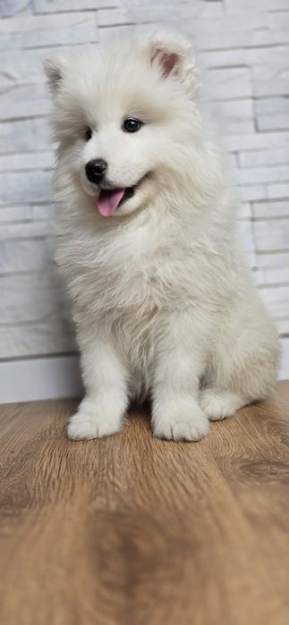 Samoyed wyjątkowy chlopiec