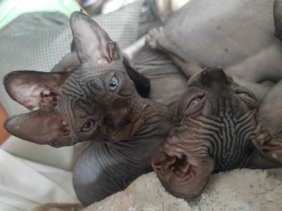 Черные Канадские принцы