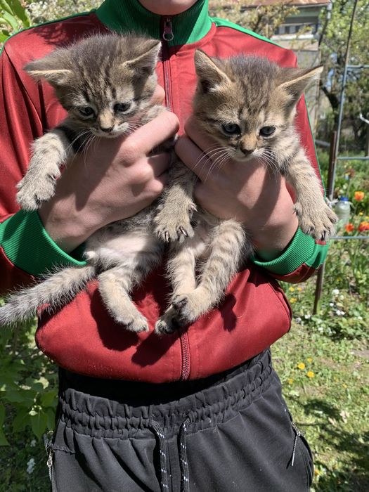 Продаю котиків в добрі руки