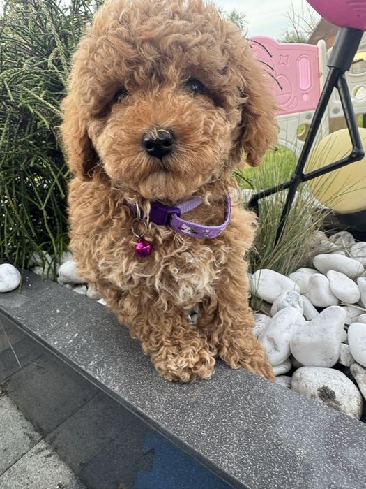 Cavapoo pudelek cavalier