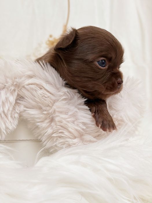 Chihuahua * czekoladowy * długowłosy