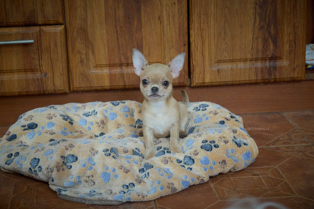 хлопчик та дівчинка Чивава в гарних окрасах  chihuahua