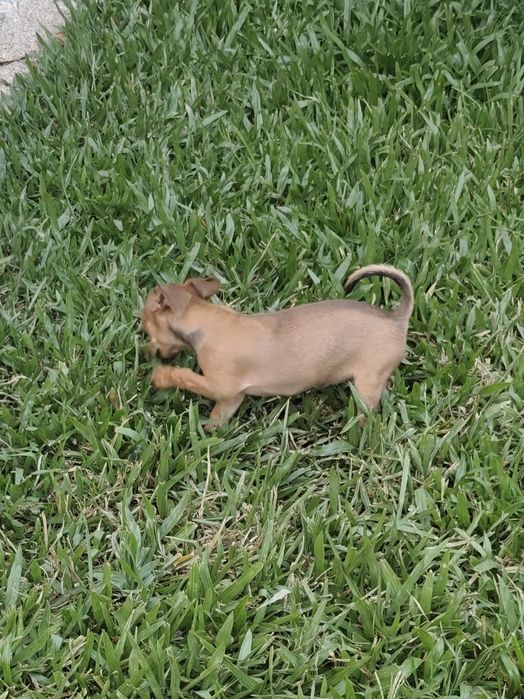 Pinscher fêmea mini