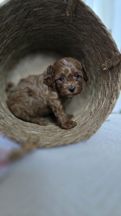 Cavapoo/ chłopczyk