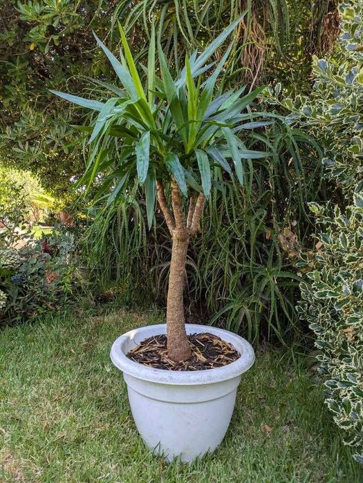 Yucca 4 Troncos em Vaso