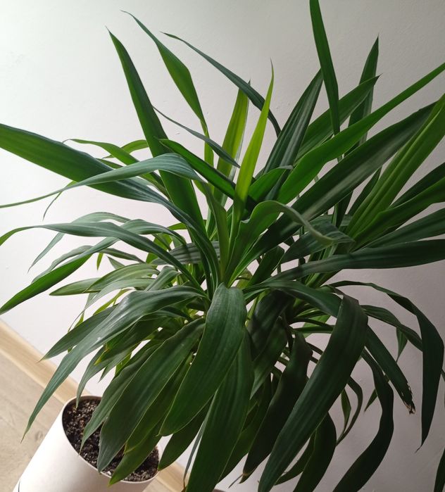 Palma, Yucca 100cm.