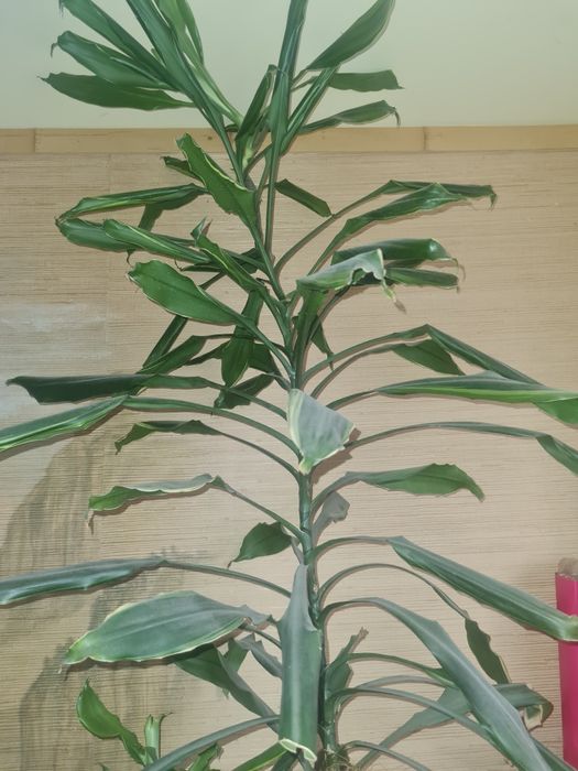 Продам вазон Юка