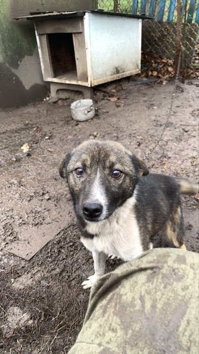 Песик шукає сімʼю ! Віддаємо песика люблячим людям. НЕ ДЛЯ ЛАНЦЮГА !