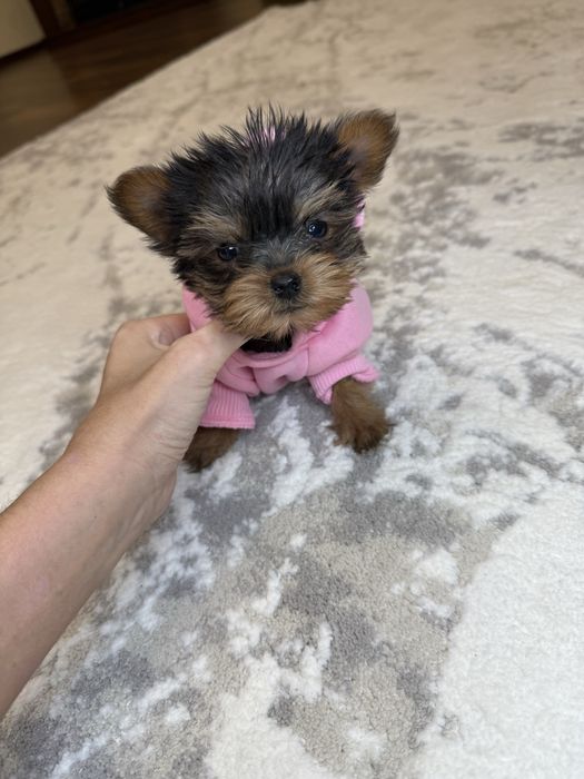 Бебі фейс міні йорк