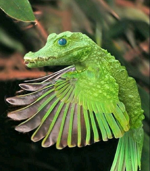 Продам акк Pinterest