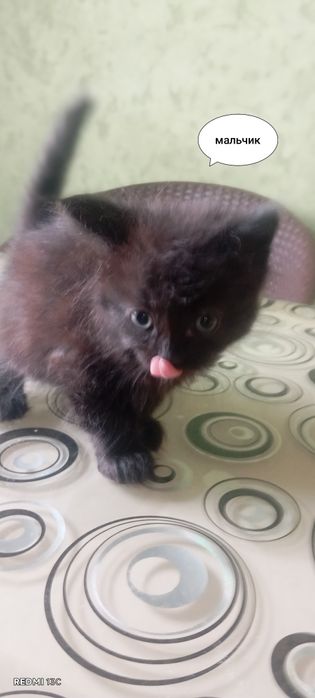 Отдам котят бесплатно