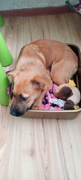 Oddam za darmo pieska