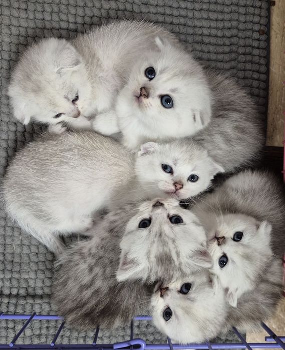 Шотландські кошенята срібна шиншила срібляста шиншила серебристая