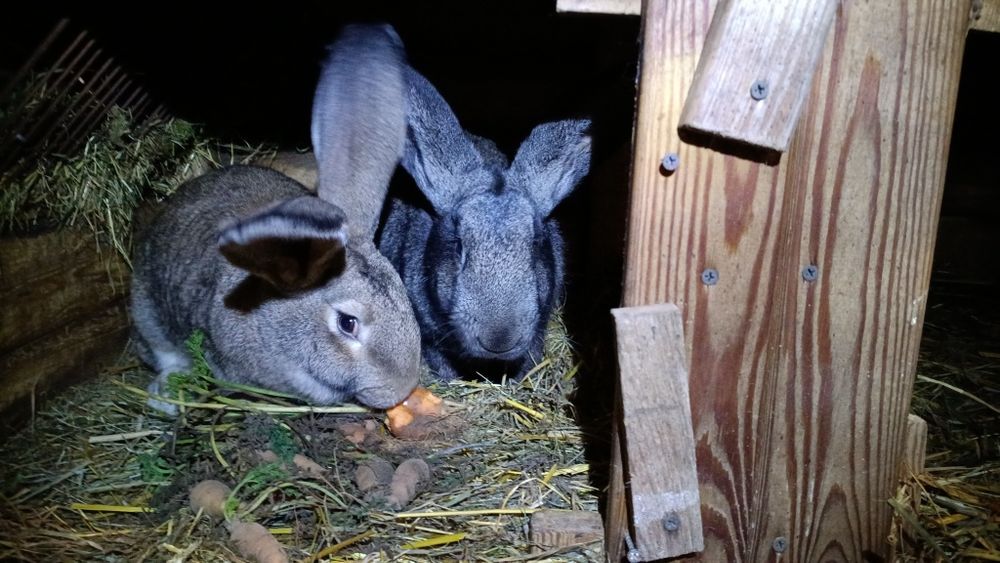 Króliki, samica.