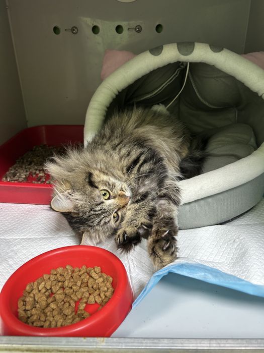 Кішечка кошеня шукає родину