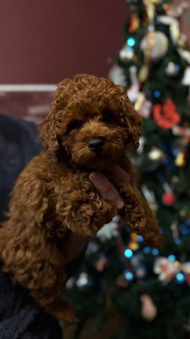 Кукольный Той пудель, темный Red Brown, Китай