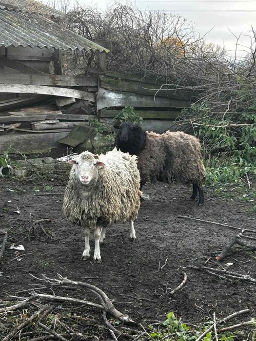 Продам , кози, вівці, цапи, кнурі