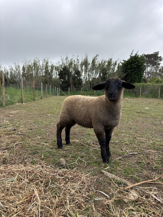 Ovelhas e borregos Suffolk