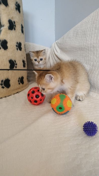 Золотая шотландская кошечка