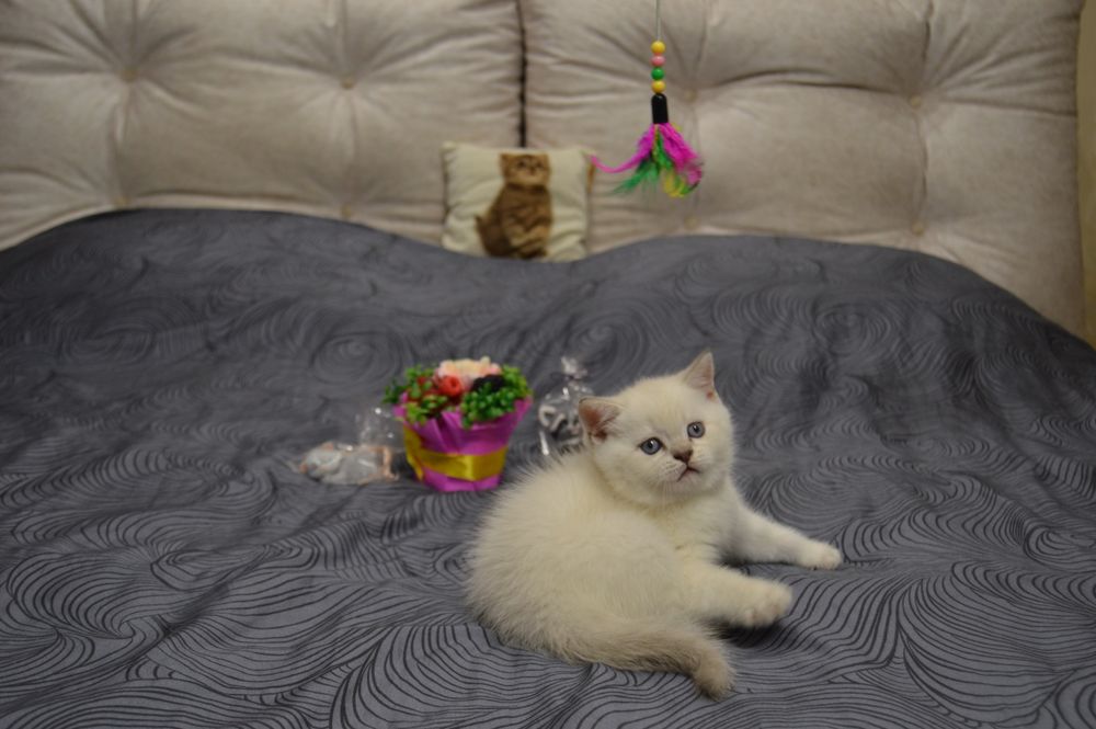 Котики шотландські (скоттиш страйт)