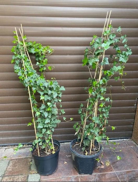 Zimozielone Bluszcze Hedera duży wybór producent