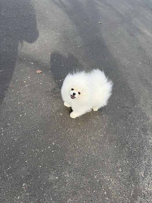 Szpic miniaturowy Pomeranian