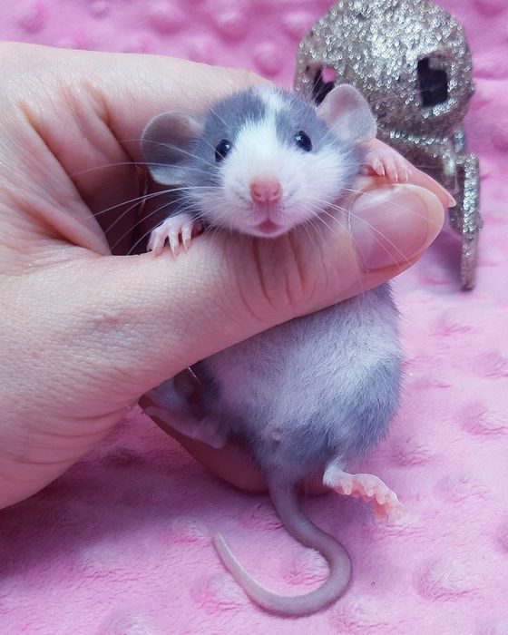 Крыски Дамбо,крысы,крысята,клетки,корма