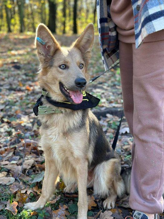 Іріска. Красуня-дівчинка в добрі руки.