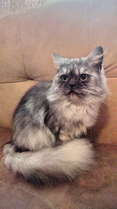 Кішка, персицька срібляста шиншила