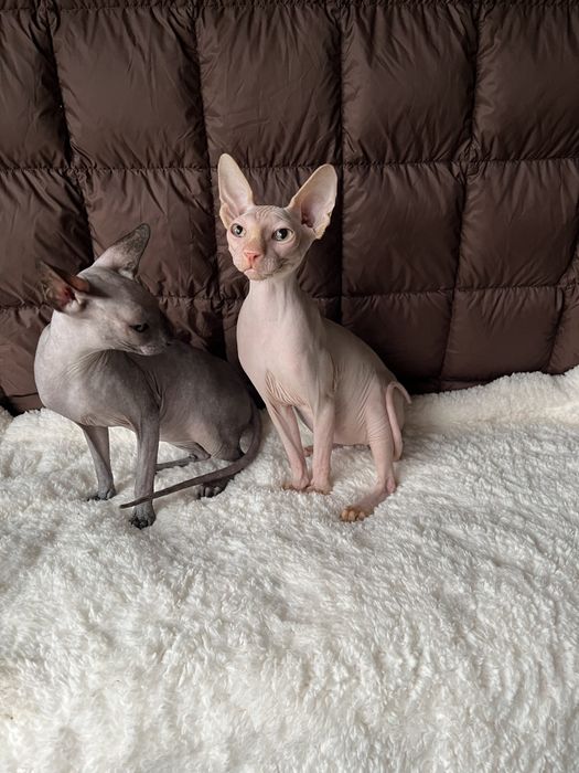 Котята канадского сфинкса.