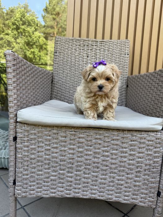 Maltipoo mini suczka