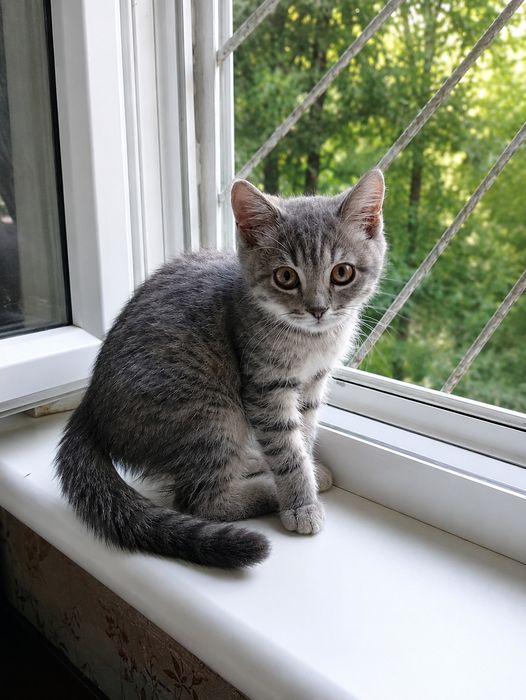 Котёнок в самые заботливые руки